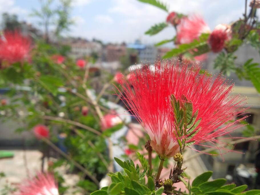 Ananda Tree House Eco Homestay Kathmandu Buitenkant foto